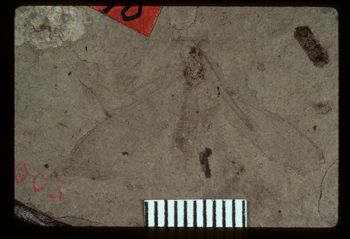 Media type: image;   Entomology PALE-1340 Aspect: full